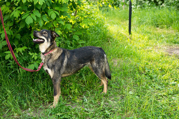 tricolor stray dog on a leash in summer