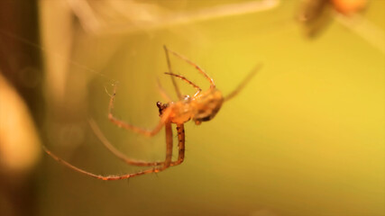 spider macro