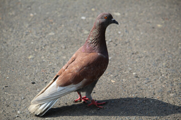 pigeon on the beach