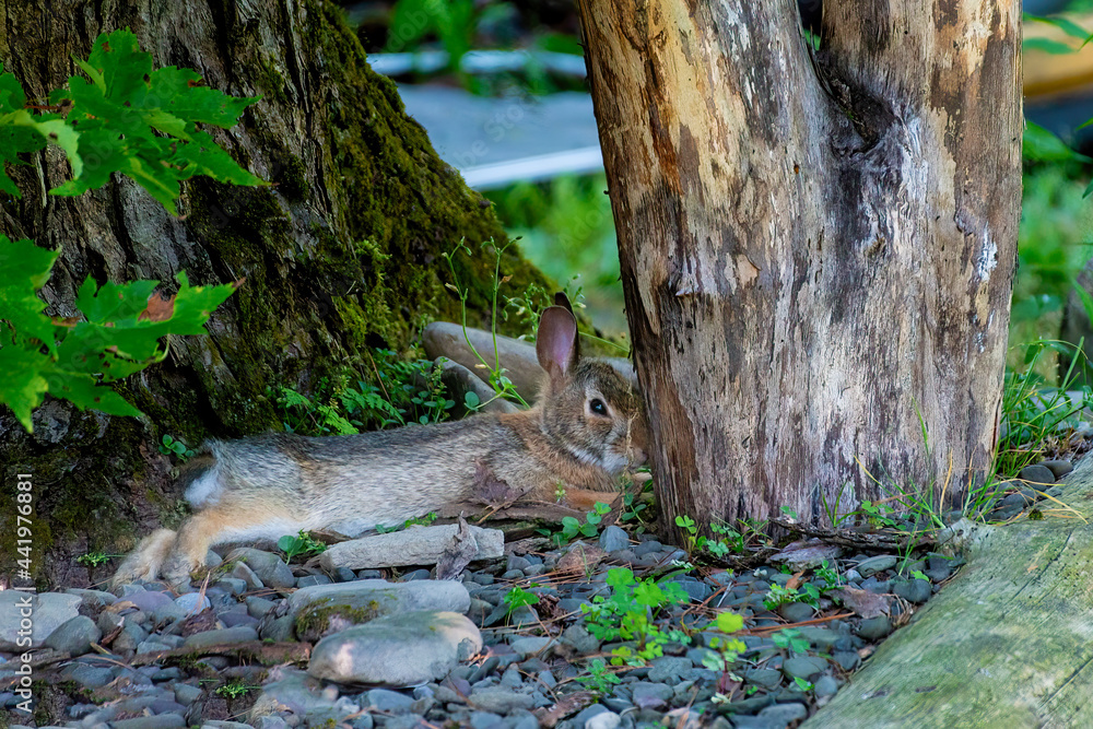 Wall mural Adult rabbit rests in amongst the rocks and the base of a maple tree.  Bunny lays out resting after eating its fill in our strawberry garden in our yard in Windsor in Broome County in Upstate NY. 