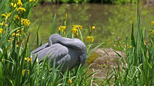 The Blue Crane, Grus paradisea, is an endangered bird specie endemic to Southern Africa. It is the national bird of South Africa