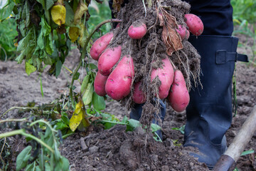 The gardener holds the roots with potato fruits