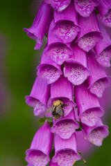 Foxglove flower and bee