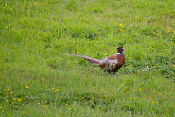 Male Pheasant in the grass Cornwall