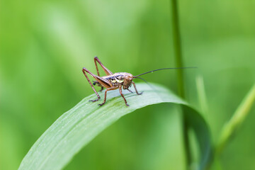 The insect grasshopper is sitting on the green grass. Close-up