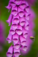 Foxglove flower with flying bee