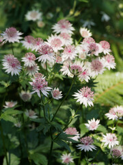 (Astrantia major) Astrances à fleurs ou sanicle des montagnes à petites fleurs hérissées en forme d'épingle rose pastel et blanches teintées de vert entourées d'une collerette de bractées blanc pur