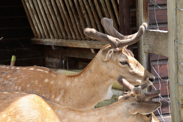 Ein Damhirsch Gehege im Schwarzwald