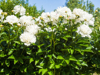 Close-up of blooming white peony bushes in the garden of a private house.