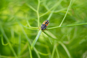 Ladybug larvae or nymph crawling on a fennel plant. Black orange creepy looking bug beneficial for any garden as it consumes or eats aphids and other pests. Selective focus with defocused foliage.