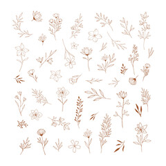 Set of hand drawn flowers, herbs, leaves, branches. Vector botanical illustration.