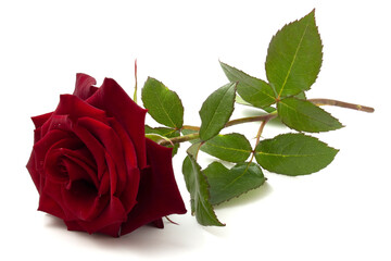 Red rose on a white background with green leaves