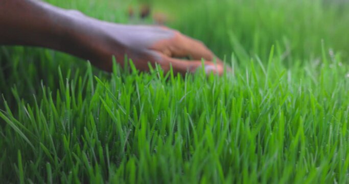 Close-up of a hand on the grass.
