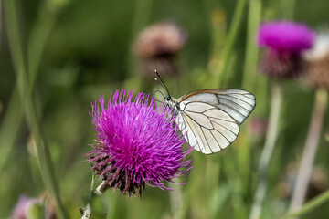 Pieridae / Alıç Kelebeği / Black-veined White / Aporia crataegi