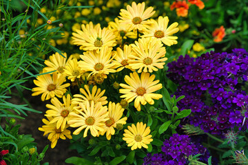 yellow flowers in the garden
