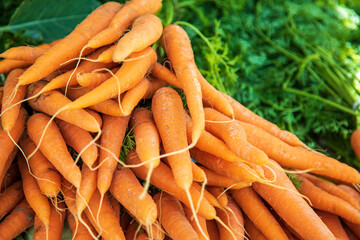 Karotten - Rübe - Carrot - gesund - bio
