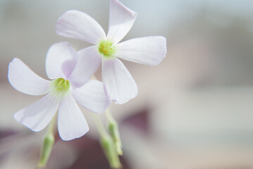 Clover Plant Blossoms in Window Light
