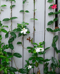 Beauty white and pink flower in ivy vine with green color leaves. flora  creeper plant climbing on...