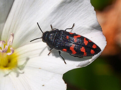 Acmaeodera Images Browse 50 Stock Photos, Vectors, and Video Adobe