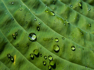 Water drops on the green leaf of the hosta flower.