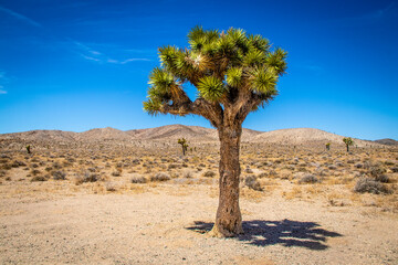 Joshua Tree in Death Valley Oklahoma with sagebrush and desert hills and other trees in the distance.