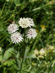 (Astrantia major)  Astrance à petites fleurs en ombelles hérissé blanc-verdâtre à laiteux entourées de bractées blanches, fines et pointues 
