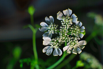 close up of a white lilac