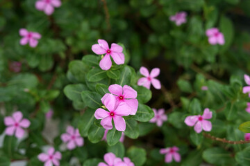 Pink flower blossom for background