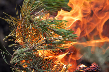 The fire burns the branches of a fir tree. Close-up