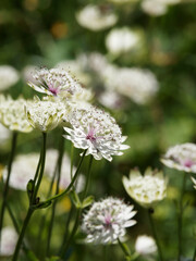 (Astrantia major)  Astrance à petites fleurs en ombelles hérissé blanc-verdâtre à laiteux entourées de bractées blanches, fines et pointues 