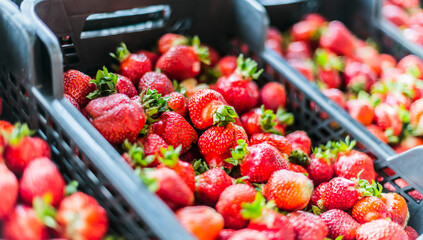 Fresh strawberries in plastic crates in a suppermarket