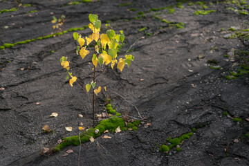 Tree grows in a puddle on roof of ghost town Pripyat