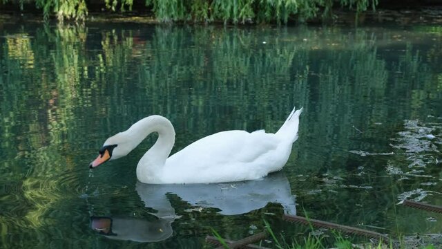 Beautiful White Swan Drinking Water from a Lake in a Park in Summer Day. Animals, Birds and Wild Nature Concept