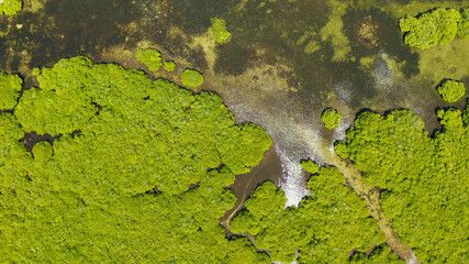 Aerial panoramic mangrove forest view in Siargao island,Philippines. Mangrove landscape