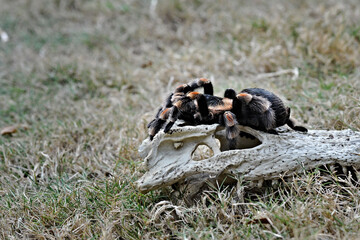 tarantula in the grass