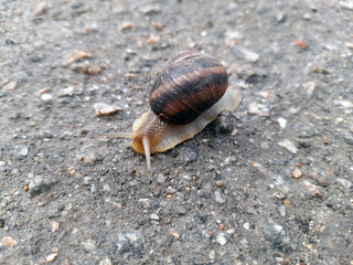 Beautiful big snail on the road.