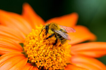 close up of a bee on an orange flower

