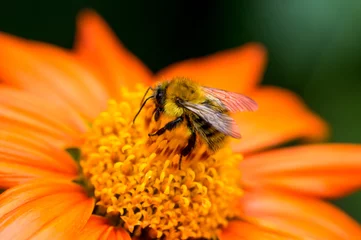 Papier Peint photo autocollant Abeille gros plan d& 39 une abeille sur une fleur d& 39 oranger
