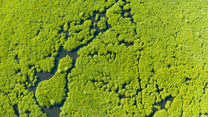 Mangrove green forests with rivers and channels on the tropical island, aerial drone. Mangrove...