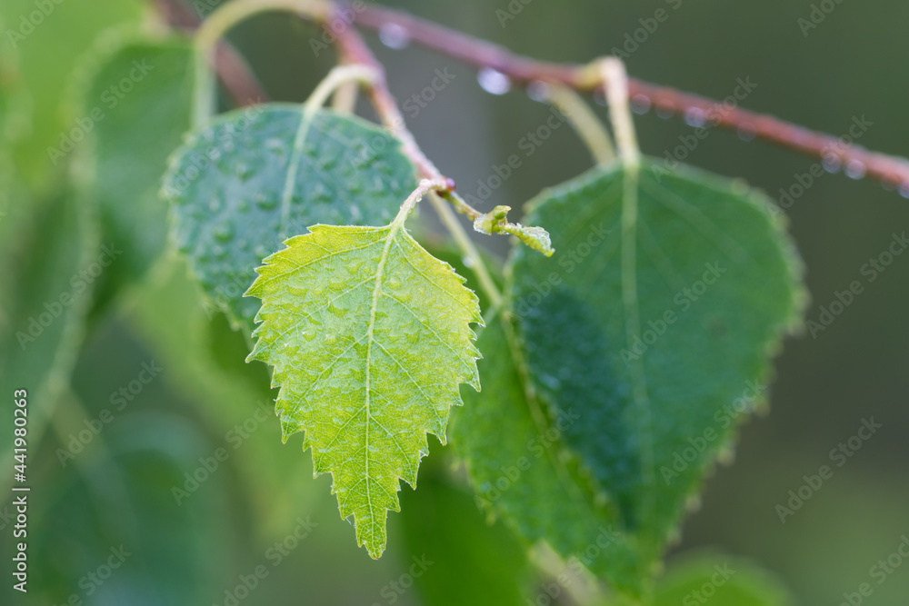 Sticker spring birch leaves with morning dew closeup selective focus