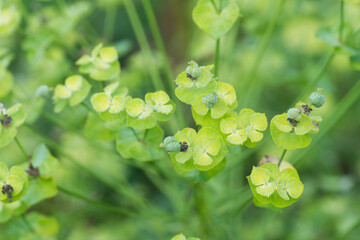 Euphorbia esula,  green spurge  flowers closeup selective focus