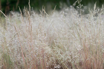 Fototapeta premium grass flowers closeup selective focus