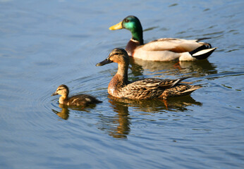 Fototapeta premium wild duck family in the water