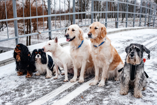 Dogs of different breeds sit on a bridge in snowy weather. Dogs of the breeds King Charles Spaniel, Golden Retriever, Bull Terrier, Mitel Schnauzer. Pedigree dogs went for a walk in the park.