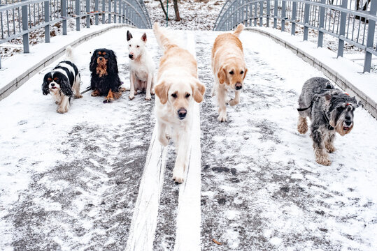 Dogs of different breeds sit on a bridge in snowy weather. Dogs of the breeds King Charles Spaniel, Golden Retriever, Bull Terrier, Mitel Schnauzer. Pedigree dogs went for a walk in the park.