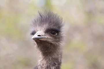 Tuinposter ostrich head close up © Hana