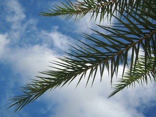 Palm tree leaves close up against clear blue sky and white clouds. Floral background.