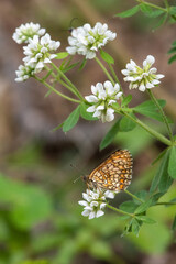 Nymphalidae / Amannisa / Heath Fritillary / Melitaea athalia