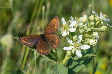 Satyridae / Orman Güzelesmeri / / Erebia medusa