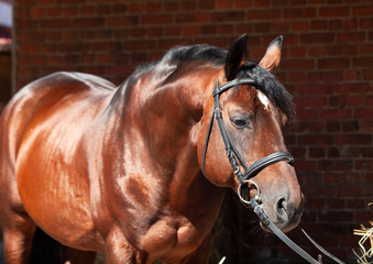 portrait of beautiful sportive stallion  at background red brick wall